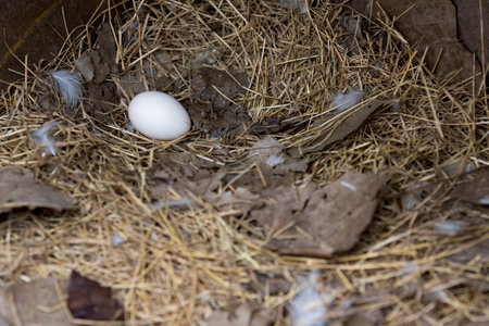 A single egg in the hay.