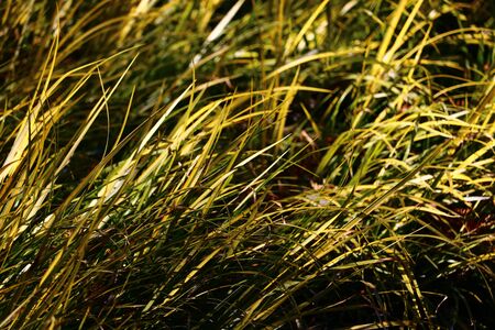 grass field shineの写真素材