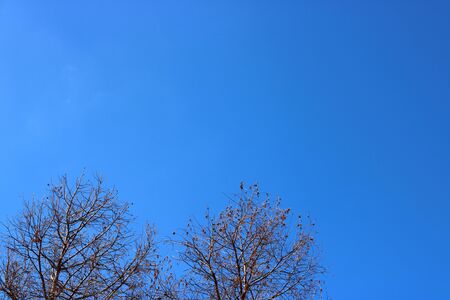 wintry desolation     blue skyの写真素材