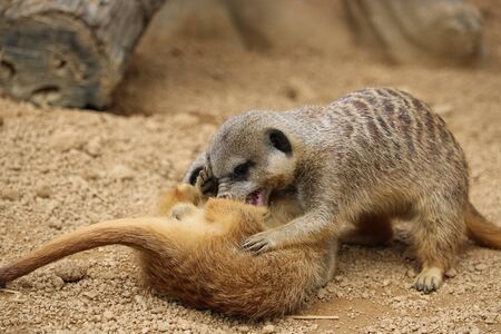 meerkatの写真素材