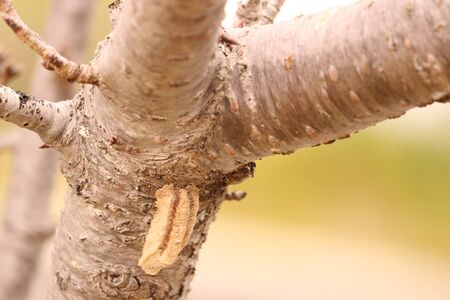 Mantis egg cellの写真素材
