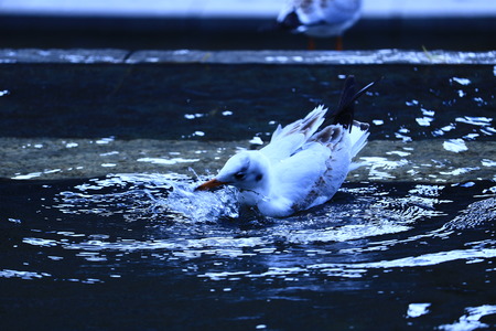 oyster birdの写真素材