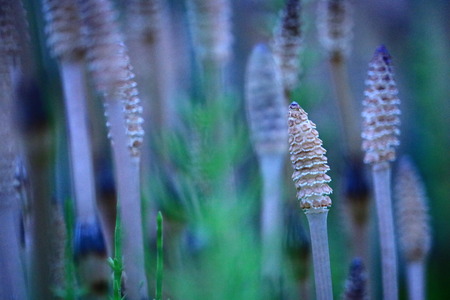 horsetailの写真素材