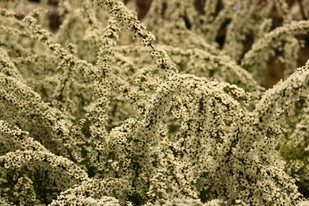 spiraea