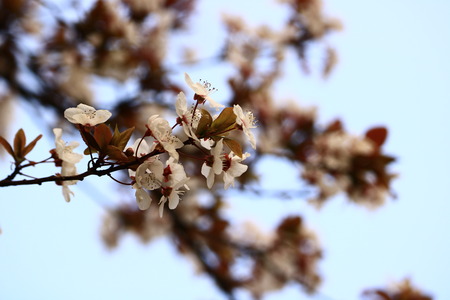 plum flowerの写真素材