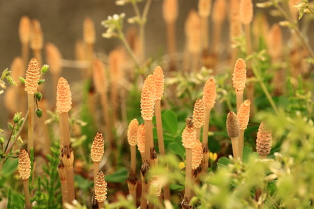 horsetailの写真素材