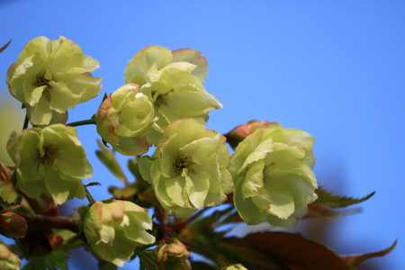 cherry blossomの写真素材