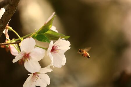 cherry blossomの写真素材