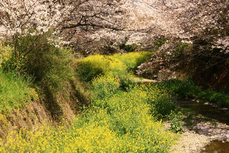 cherry blossomの写真素材