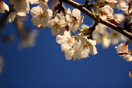 cherry blossomの写真素材