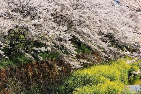 cherry blossomの写真素材
