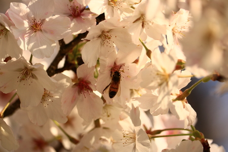cherry blossomの写真素材