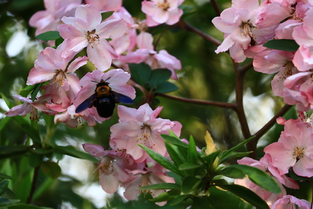 malus hallianaの写真素材