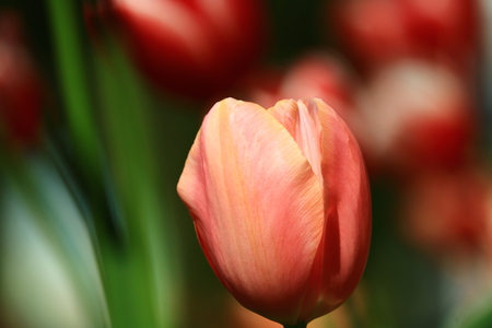 tulipの写真素材