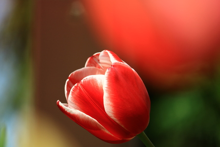 tulipの写真素材