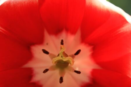 tulipの写真素材
