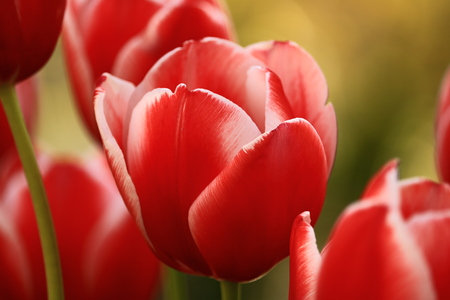 tulipの写真素材