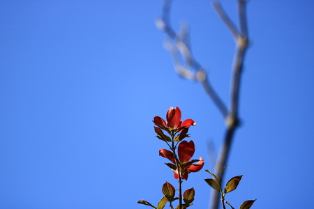 dogwoodの写真素材