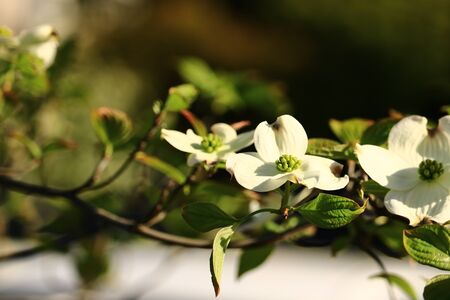 dogwoodの写真素材