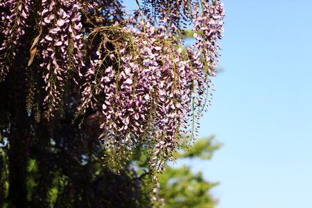 wisteria flowersの写真素材