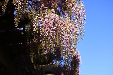 wisteria flowersの写真素材