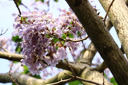 paulownia flowerの写真素材