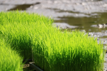 paddy fieldの写真素材