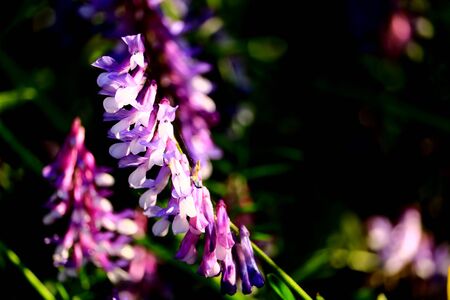 vicia villosaの写真素材