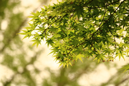 maple leafの写真素材