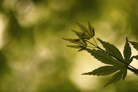 maple leafの写真素材