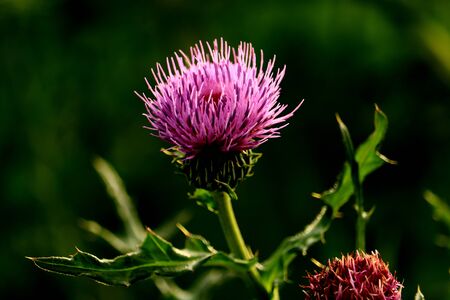 thistle flowerの写真素材