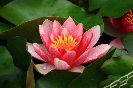 water lilyの写真素材
