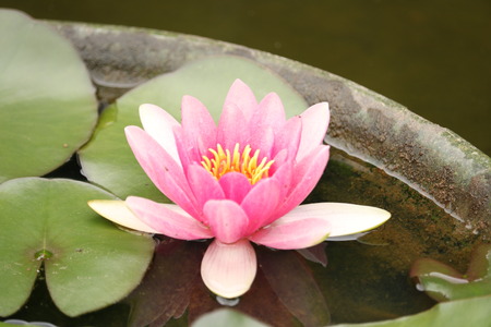 water lilyの写真素材