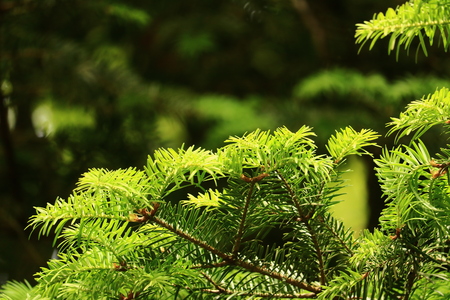 new leaves