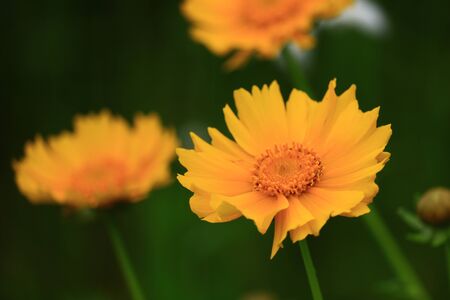 coreopsis lanceolataの写真素材