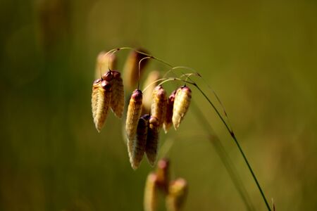 quaking grassの写真素材