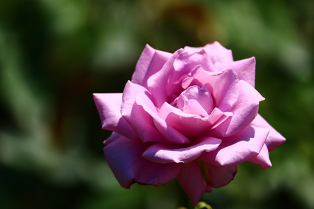 rosa hybrida close upの写真素材