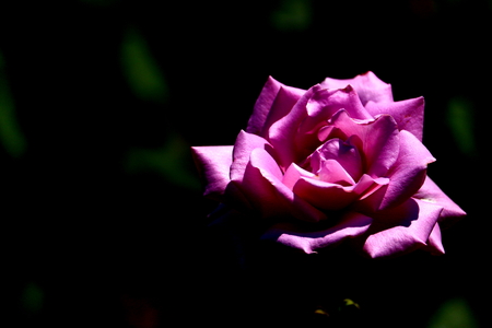 rosa hybridaの写真素材