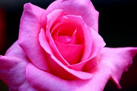 rosa hybrida close upの写真素材