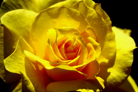 rosa hybridaの写真素材