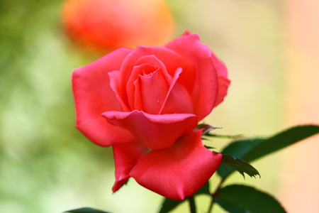 rosa hybrida close upの写真素材
