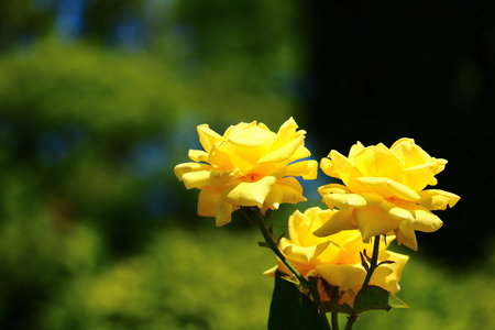 rosa hybrida close upの写真素材