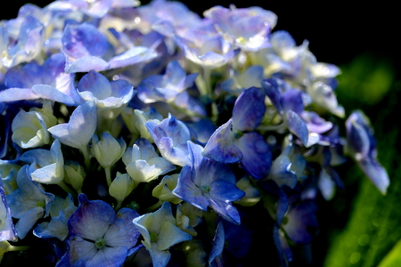 hydrangeaの写真素材