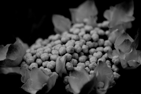 hydrangea close upの写真素材