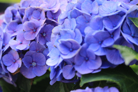hydrangeaの写真素材