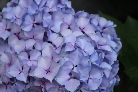 hydrangeaの写真素材