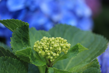 hydrangea close upの写真素材