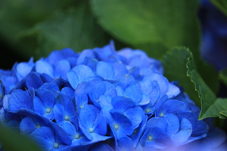 hydrangeaの写真素材
