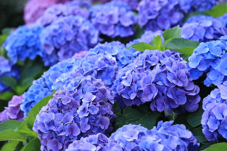 hydrangea close upの写真素材