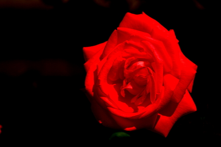 rosa hybridaの写真素材